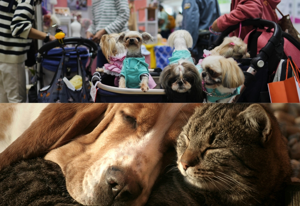 Pet Supplies